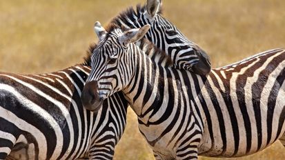 Safari – Tarangire in Ngorongoro