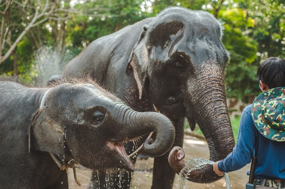 Jungle Elephant Sanctuary