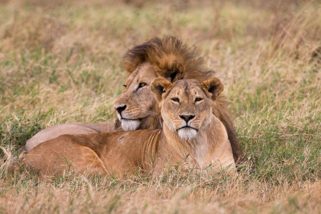 Safari – Tarangire in Ngorongoro