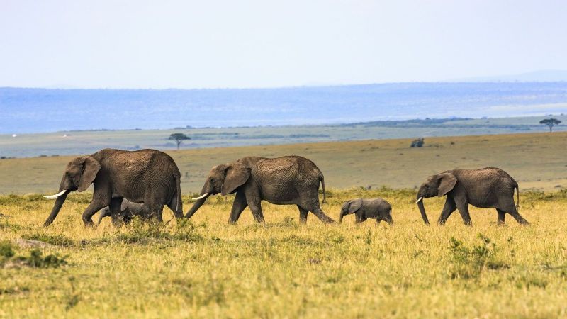 Safari v NP Masai Mara