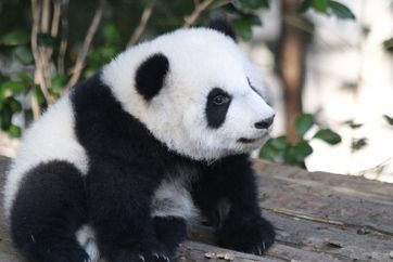 Kitajska velika tura iz Zagreba